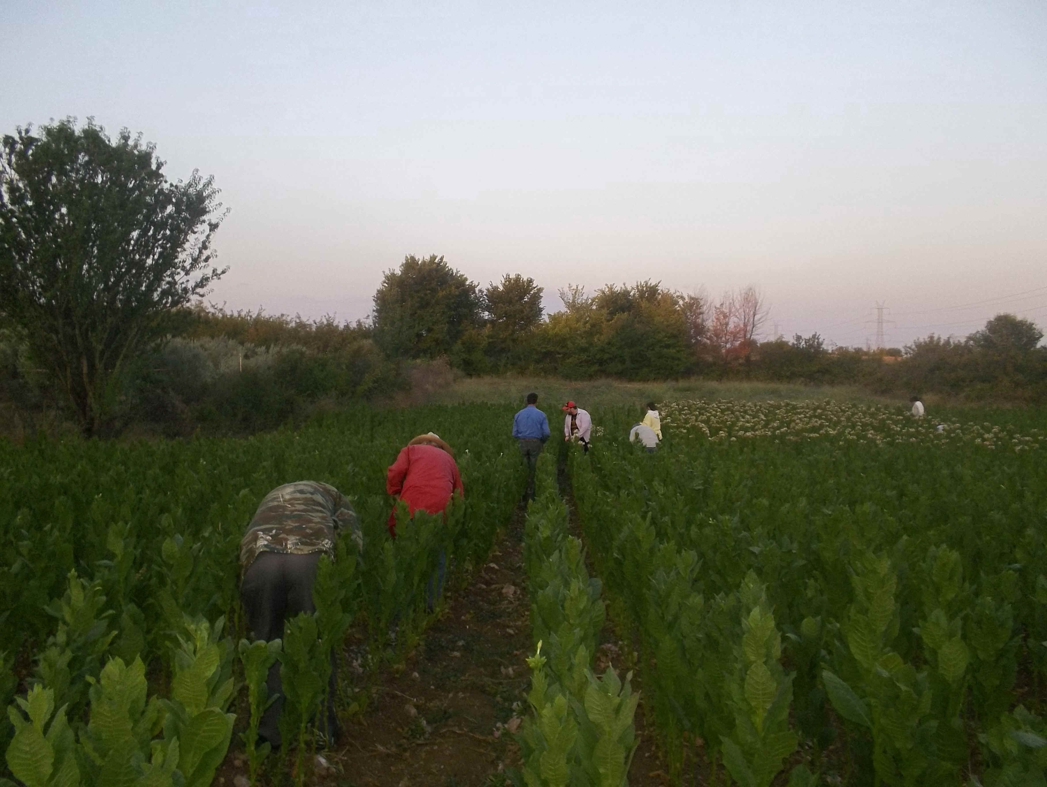 Revival of green tobacco processing,