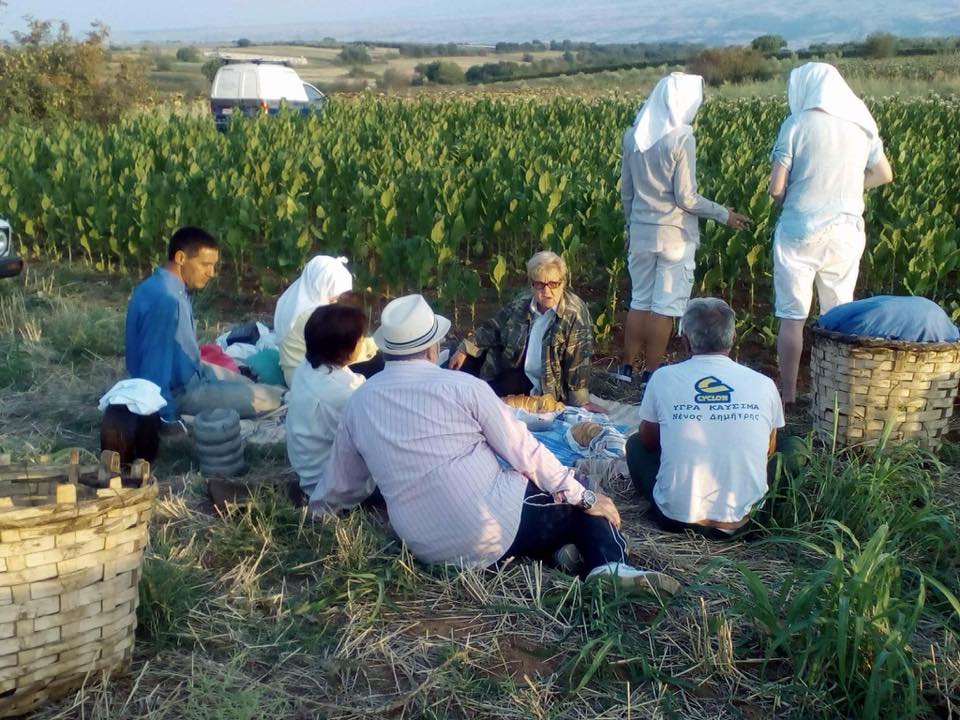 Αναβίωση της επεξεργασίας του πράσινου καπνού 2017.